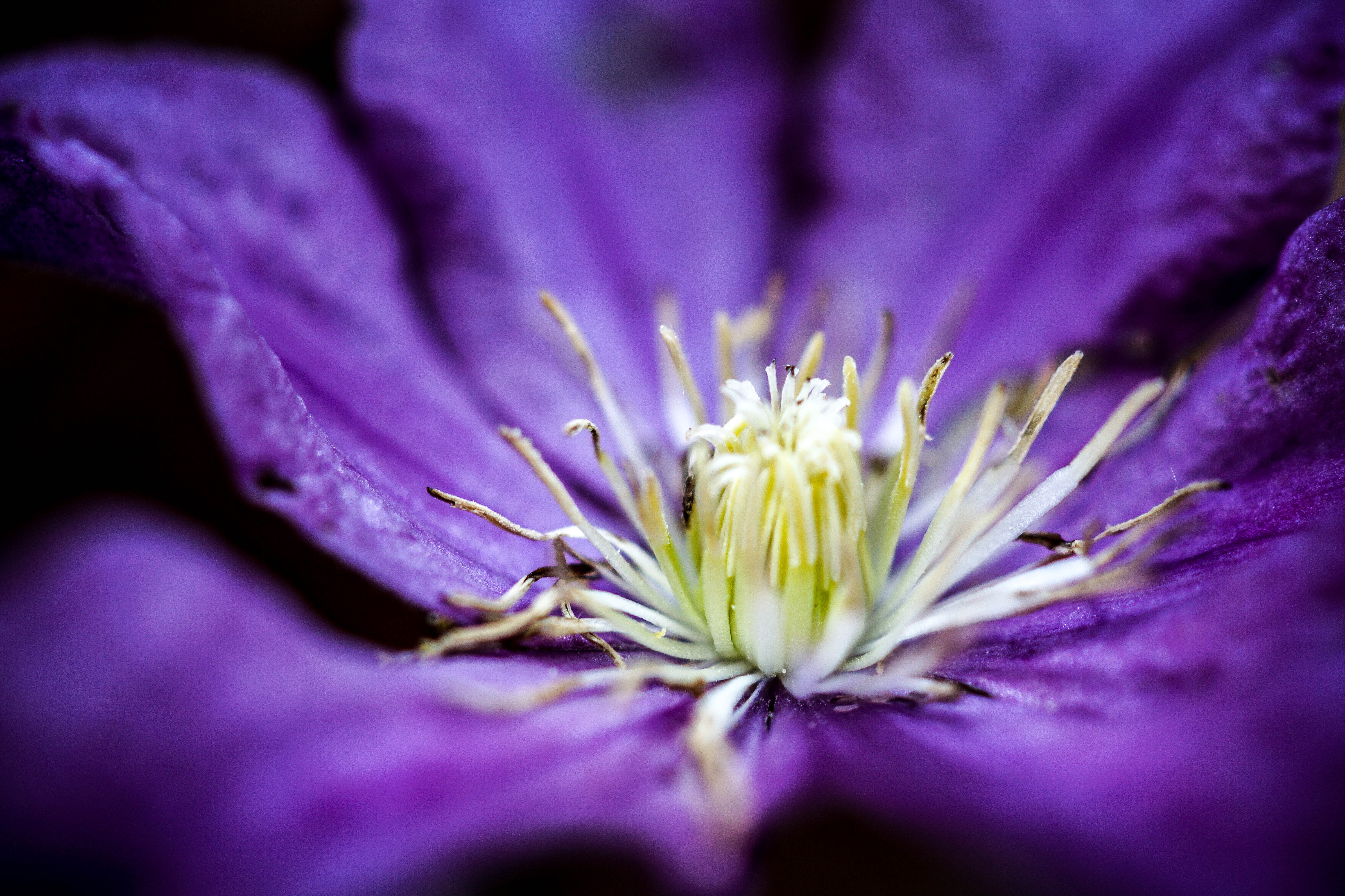 16 - clematis.jpg